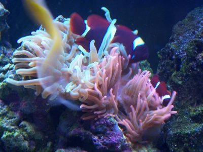 Saltwatertank 075.jpg