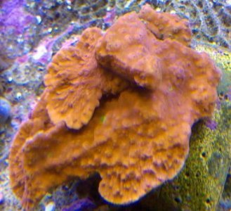 Unknown Coral - Compressed.jpg
