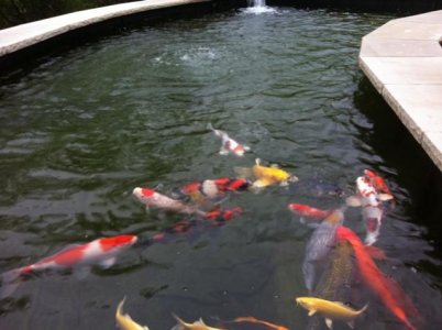 pond1w.jpg