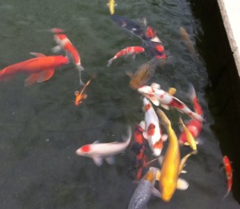 pond4w.JPG