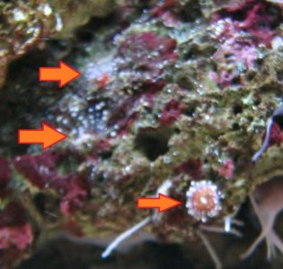 IMG_0786 (800x764).jpg