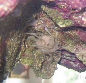 Coral ID-5-compressed.jpg