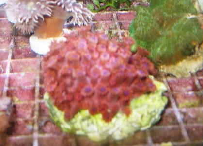 larger red goni Sunday.jpg