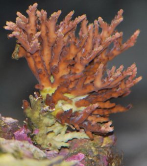 DSC_5281.jpg
