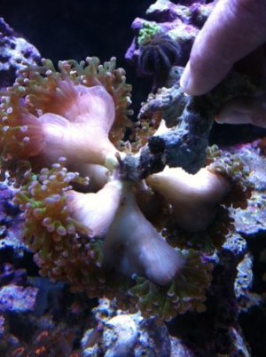 6-15-2011 growth.jpg