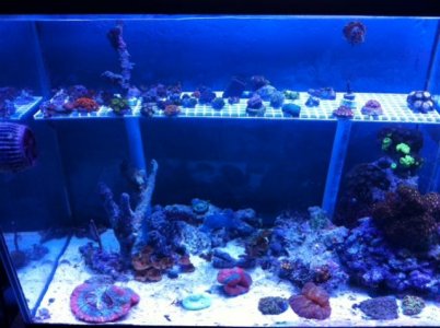 Frag Rack 5-19-2011.jpg