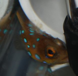 jawfish1.jpg