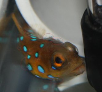 jawfish2.jpg