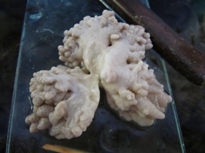 coral disease.jpg