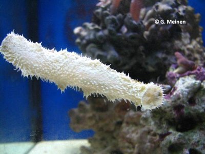 Holothuria floridana (2).jpg