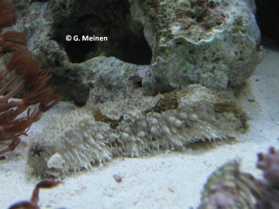 Holothuria floridana (4).jpg