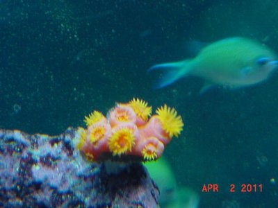 sun coral.JPG
