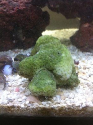 ImageUploadedByTapatalk1306031254.080785.jpg