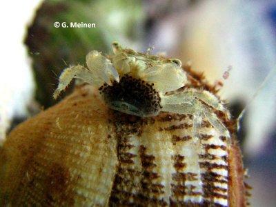 Pachycrapsus (1).jpg