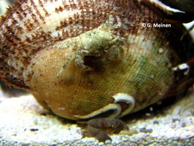 Pachycrapsus (2).jpg