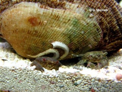 Pachycrapsus (3).jpg