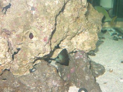 small scopas came as black 005.jpg