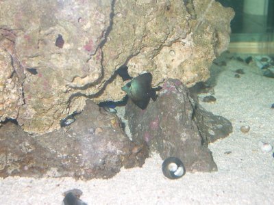 small scopas came as black 004.jpg