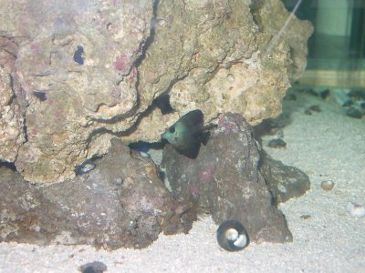 small scopas came as black 001.jpg