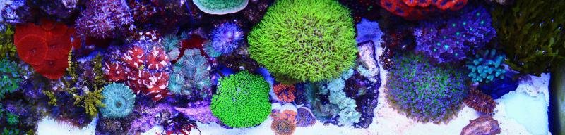 Rando's Top down Panorama reduced for Reefcentral.jpg