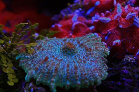 Rando's St. Thomas.jpg