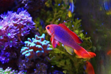 Rando's male lyretail - Jack.jpg