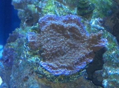 monti cap.jpg