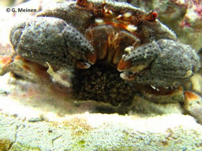 Actaeodes tomentosus with eggs.jpg