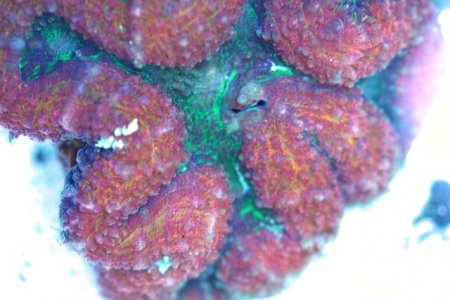 rainbow lobophyllia.1006.JPG