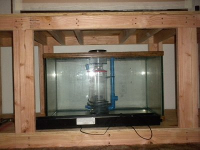 100 gallon tank 0029.JPG