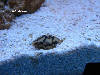 Pyrene tankervillei (1).jpg