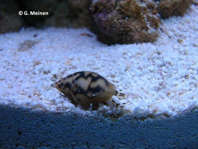 Pyrene tankervillei (2).jpg