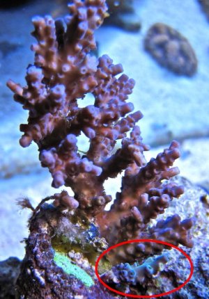 Acro 4 and 5.JPG