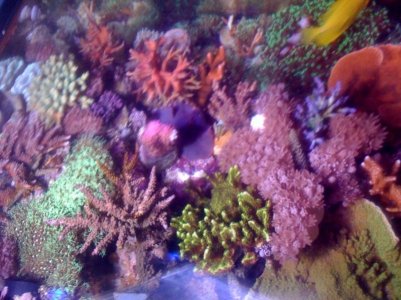 reefnanofs.jpg