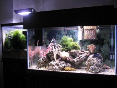 Seahorse tank 26oct.jpg