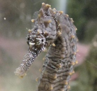18OCT Zebra.JPG