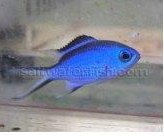 bluereefchromis.JPG
