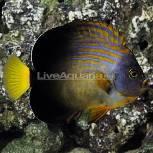 maze angelfish.jpg