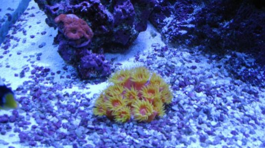 sun coral.jpg