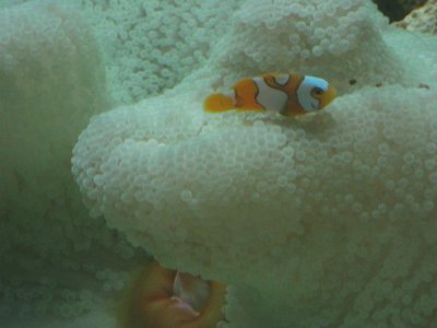 Carpet anemone 003.jpg