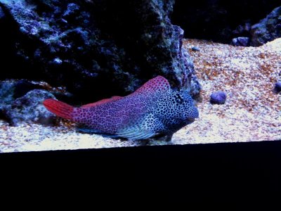 FishPics 006.jpg