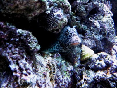 FishPics 002.jpg