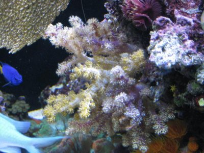 reef tank 008.jpg