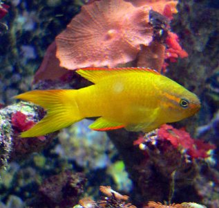YellowAssesor.jpg