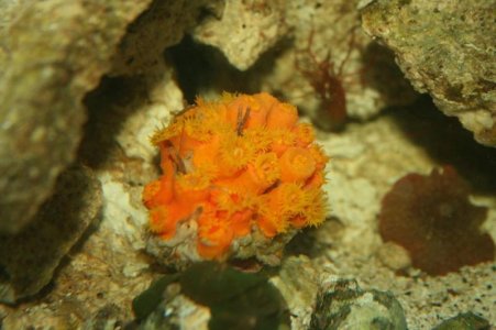 sun coral.jpg