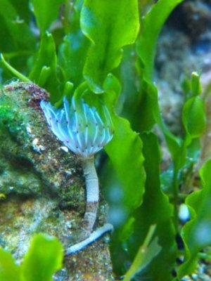 DSCF1313 sabelideo 1.JPG