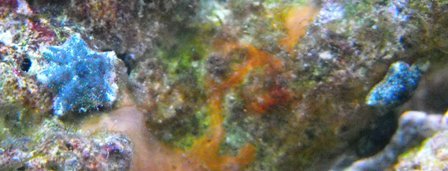 DSCF1335 asterina 1.JPG