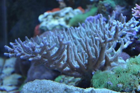 BlueProstrata0609.jpg