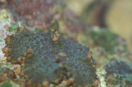 Edie's purple mushroom coral.jpg
