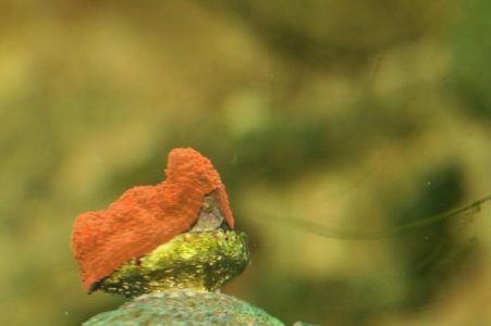 red chalice growth.jpg